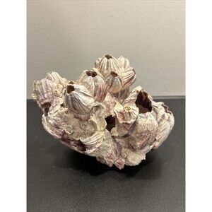 Purple Barnacle Cluster Natural Crafts Decor Aquarium